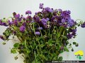 Ageratum Red Sea